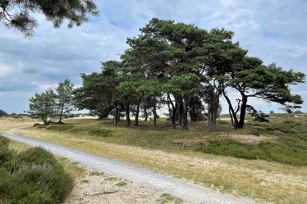 Drents landschap naaldbomen.jpg 