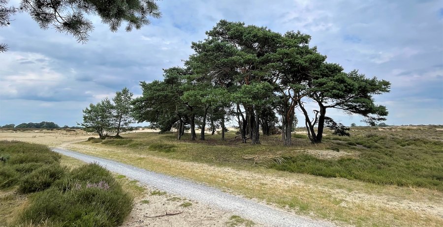 Drents landschap naaldbomen.jpg