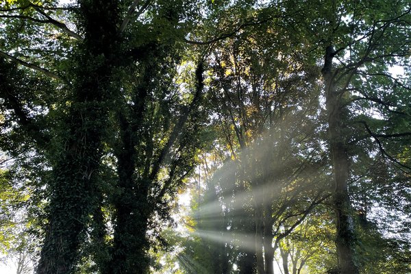 Zonlicht door bomen.jpg 